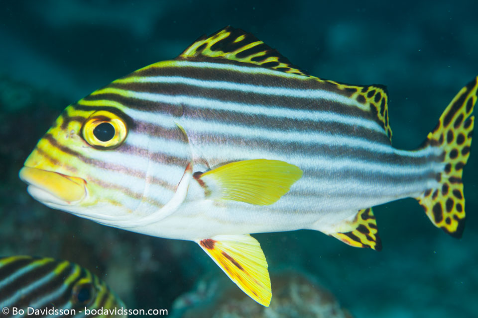 BD-130709-Maldives-9784-Plectorhinchus-vittatus-(Linnaeus.-1758)-[Oriental-sweetlips].jpg